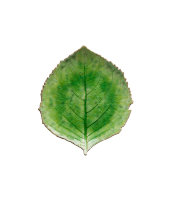 Тарелка RIVIERA, COSTA NOVA