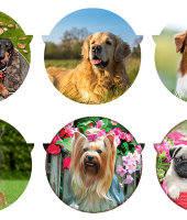 Подставка керамическая (круглая) Собаки в ассортименте