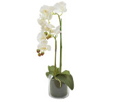 Декор.цветы Орхидея белая в стекл.вазе