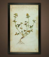 Постер Веточка , ROOMERS