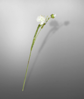 Василек , SILK-KA