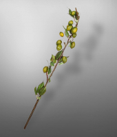 Ветка фруктовая , SILK-KA