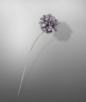 Георгин , SILK-KA