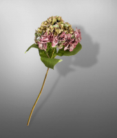 Гортензия , SILK-KA