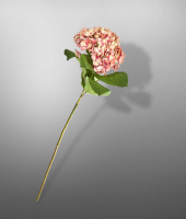 Гортензия , SILK-KA