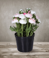 Лютик в горшке , SILK-KA