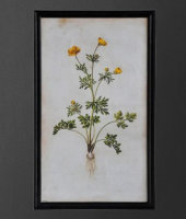 Постер Желтый цветок, Roomers