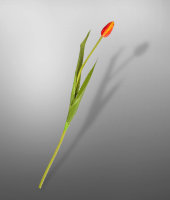 Тюльпан , SILK-KA